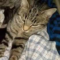 Thumbnail photo of Momma Mia #1