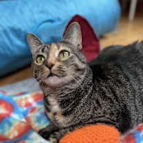 Thumbnail photo of Rhoda #1