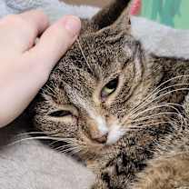 Thumbnail photo of Figgy Pudding #2