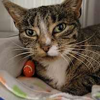 Thumbnail photo of Figgy Pudding #3
