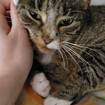 Thumbnail photo of Figgy Pudding #4