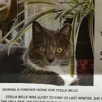 Thumbnail photo of Stella Belle ***COURTESY POST*** #1