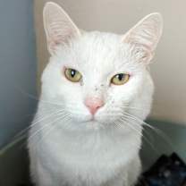 Thumbnail photo of Judd #1