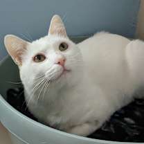 Thumbnail photo of Judd #2