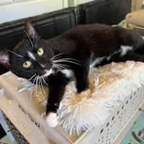 Thumbnail photo of Clint #3