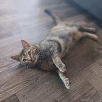 Thumbnail photo of Luna [CP] #3