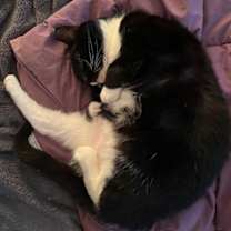 Thumbnail photo of Petunia #3
