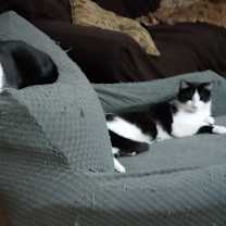 Thumbnail photo of Bitsy #1