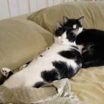 Thumbnail photo of Bitsy #2