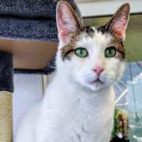 Thumbnail photo of Diego CAT #1