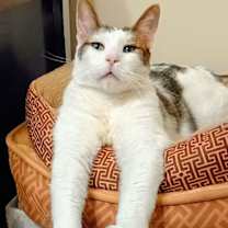 Thumbnail photo of Diego CAT #2