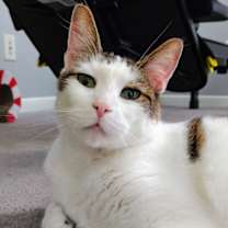 Thumbnail photo of Diego CAT #3