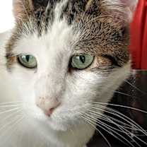 Thumbnail photo of Diego CAT #4