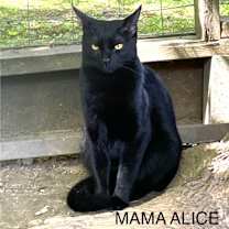 Thumbnail photo of Mama Alice #1