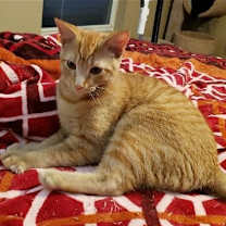 Thumbnail photo of Biscuit IV #1