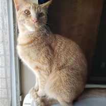 Thumbnail photo of Biscuit IV #2