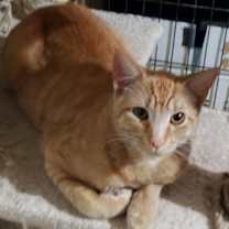 Thumbnail photo of Biscuit IV #3