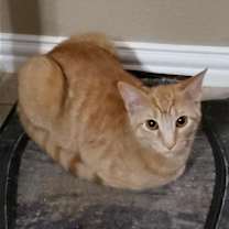 Thumbnail photo of Biscuit IV #4