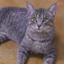 Thumbnail photo of Franklin #2