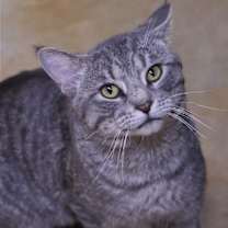 Thumbnail photo of Franklin #4