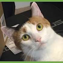 Thumbnail photo of Malina #2