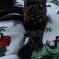 Thumbnail photo of zz 'Bean' courtesy listing #2