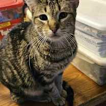 Thumbnail photo of Misty #1
