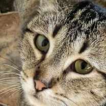 Thumbnail photo of Misty #3