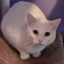 Thumbnail photo of Smudge #2