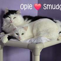 Thumbnail photo of Smudge #3