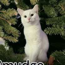 Thumbnail photo of Smudge #4
