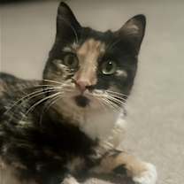 Thumbnail photo of Firefly #1
