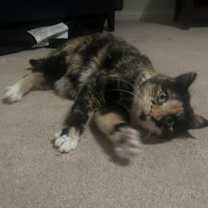 Thumbnail photo of Firefly #2
