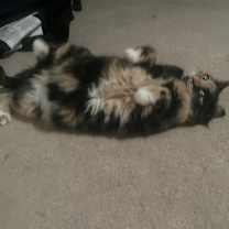 Thumbnail photo of Firefly #3