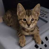 Thumbnail photo of Sebastian #4