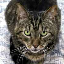 Thumbnail photo of Cedric #2