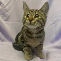 Thumbnail photo of RORY #2