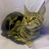 Thumbnail photo of RORY #4