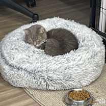 Thumbnail photo of Snuggles #2
