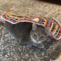Thumbnail photo of Snuggles #3