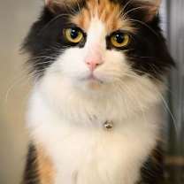 Thumbnail photo of Cleo #1