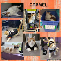 Thumbnail photo of Carmel (sponsored) #1