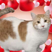 Thumbnail photo of Carmel (sponsored) #3