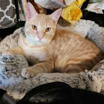Thumbnail photo of Sam #2