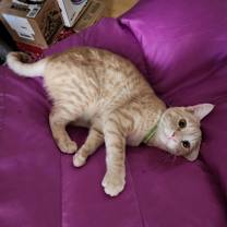 Thumbnail photo of Sam #3