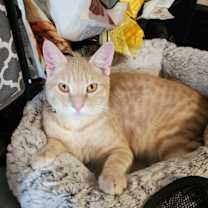 Thumbnail photo of Sam #4