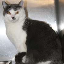 Thumbnail photo of Coyote (Neutered) Pics 3/24/24 #1