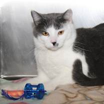 Thumbnail photo of Coyote (Neutered) Pics 3/24/24 #2