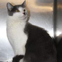 Thumbnail photo of Coyote (Neutered) Pics 3/24/24 #3