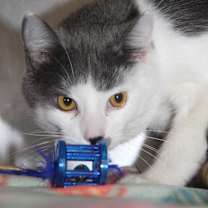 Thumbnail photo of Coyote (Neutered) Pics 3/24/24 #4